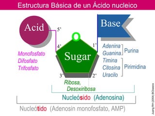 Base
Sugar
Acid
Estructura Básica de un Ácido nucleico
Monofosfato
Difosfato
Trifosfato
Adenina
Guanina
Timina
Citosina
Uracilo
Nucleósido (Adenosina)
Nucleótido (Adenosin monofosfato, AMP)
Purina
Pirimidina
Ribosa,
Desoxiribosa
1’
2’3’
4’
5’
JuangRH(2004)BCbasics
 