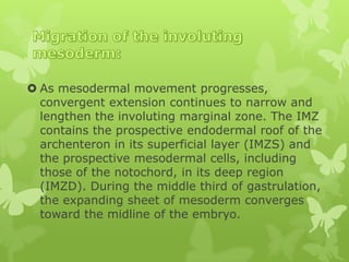 Involuting Marginal Zone cellmduring gastulation ppt..........nabakishor... | PPTX