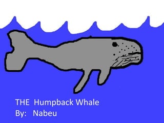 THE Humpback Whale
By: Nabeu
 