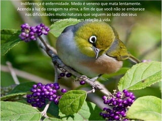 Indiferença é enfermidade. Medo é veneno que mata lentamente.
Acenda a luz da coragem na alma, a fim de que você não se embarace
nas dificuldades muito naturais que seguem ao lado dos seus
compromissos em relação à vida.
 