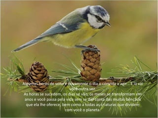 Algumas horas de sono e novamente o dia o convida a agir... E lá vai
você outra vez.
As horas se sucedem, os dias se vão, os meses se transformam em
anos e você passa pela vida sem se dar conta das muitas bênçãos
que ela lhe oferece, bem como a todas as criaturas que dividem
com você o planeta.
 