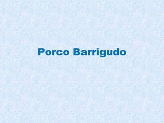 Porco Barrigudo 