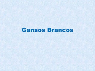 Gansos Brancos 