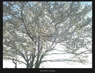 Nova's Naturals




IMG_20120315_170652.jpg
 