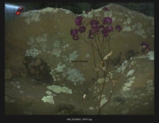 Nova's Naturals




IMG_20120827_190317.jpg
 