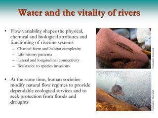 Water and the vitality of rivers
• Flow variability shapes the physical,
  chemical and biological attributes and
  functioning of riverine systems
   –   Channel form and habitat complexity




                                               Freshwaters Illustrated
   –   Life-history patterns
   –   Lateral and longitudinal connectivity
   –   Resistance to species invasions


• At the same time, human societies
  modify natural flow regimes to provide
  dependable ecological services and to




                                               Freshwaters Illustrated
  seek protection from floods and
  droughts
 