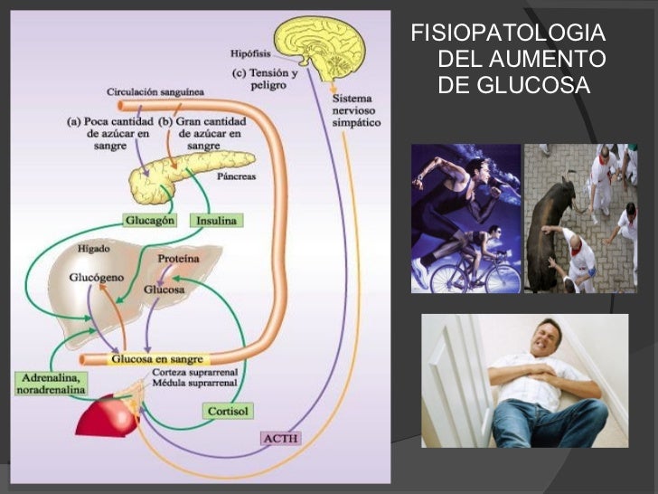 INSULINO TERAPIA Y PROTECCION RENAL INSULINO TERAPIA Y PROTECCION RENAL