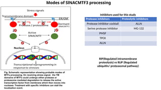 NAC domain identification in solanaceous plants | PPTX