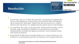 Resolución

El esta fase, de 6 a 12 días de duración, se producen reaparición
de los macrófagos en el exudado como primer signo histológico
de la resolución, fibrinolisis, fagocitosis de neumococos y ulterior
destrucción de éstos con degeneración grasa de los macrófagos.
 La superficie de corte, antes granular, ahora está húmeda, como
lavada, algo amarillenta debido a la esteatosis leucocitaria
(hepatización amarilla de algunos autores), fluye material turbio,
más tarde puriforme.
 El exudado fluidificado es reabsorbido en su mayor parte por vía
linfática y una pequeña porción se expulsa con la expectoración.
http://publicacionesmedicina.uc.cl/AnatomiaPatologica/02Respiratorio/2ne
umonia.html
 