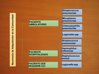 Neumonía
de
Adquisición
en
la
Comunidad
PACIENTE
AMBULATORIO
Streptococcus
pneumoniae
Micoplasma
pneumoniae
Chlamydophilia
pneumoniae
PACIENTE
HOSPITALIZADO
Legionella spp
Streptococcus
pneumoniae
Haemophilus
influenzae
Staphylococcus
aureus
Legionella spp
PACIENTE QUE
REQUIERE UCI
 