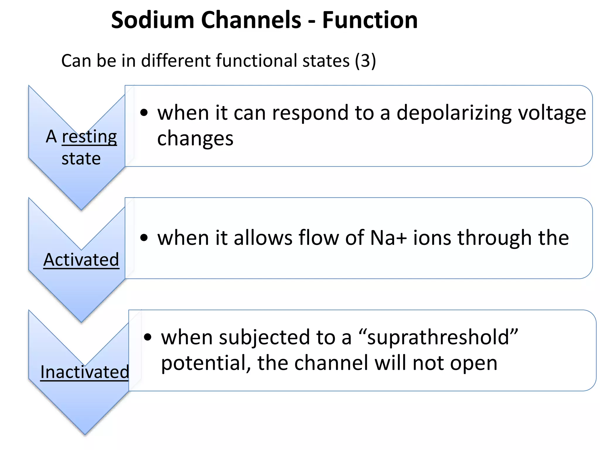 Sodium Channels - Function 
Can be in different functional states (3) 
A resting 
state 
• when it can respond to a depolarizing voltage 
changes 
Activated 
• when it allows flow of Na+ ions through the 
Inactivated 
• when subjected to a “suprathreshold” 
potential, the channel will not open 
 