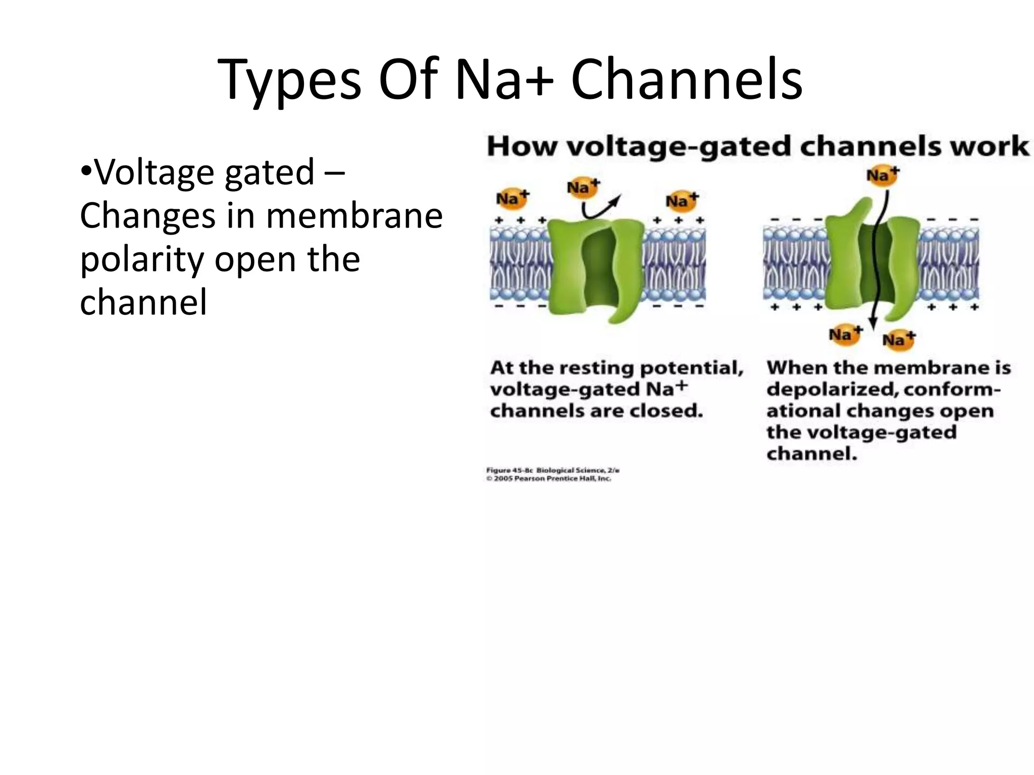 Types Of Na+ Channels 
•Voltage gated – 
Changes in membrane 
polarity open the 
channel 
 