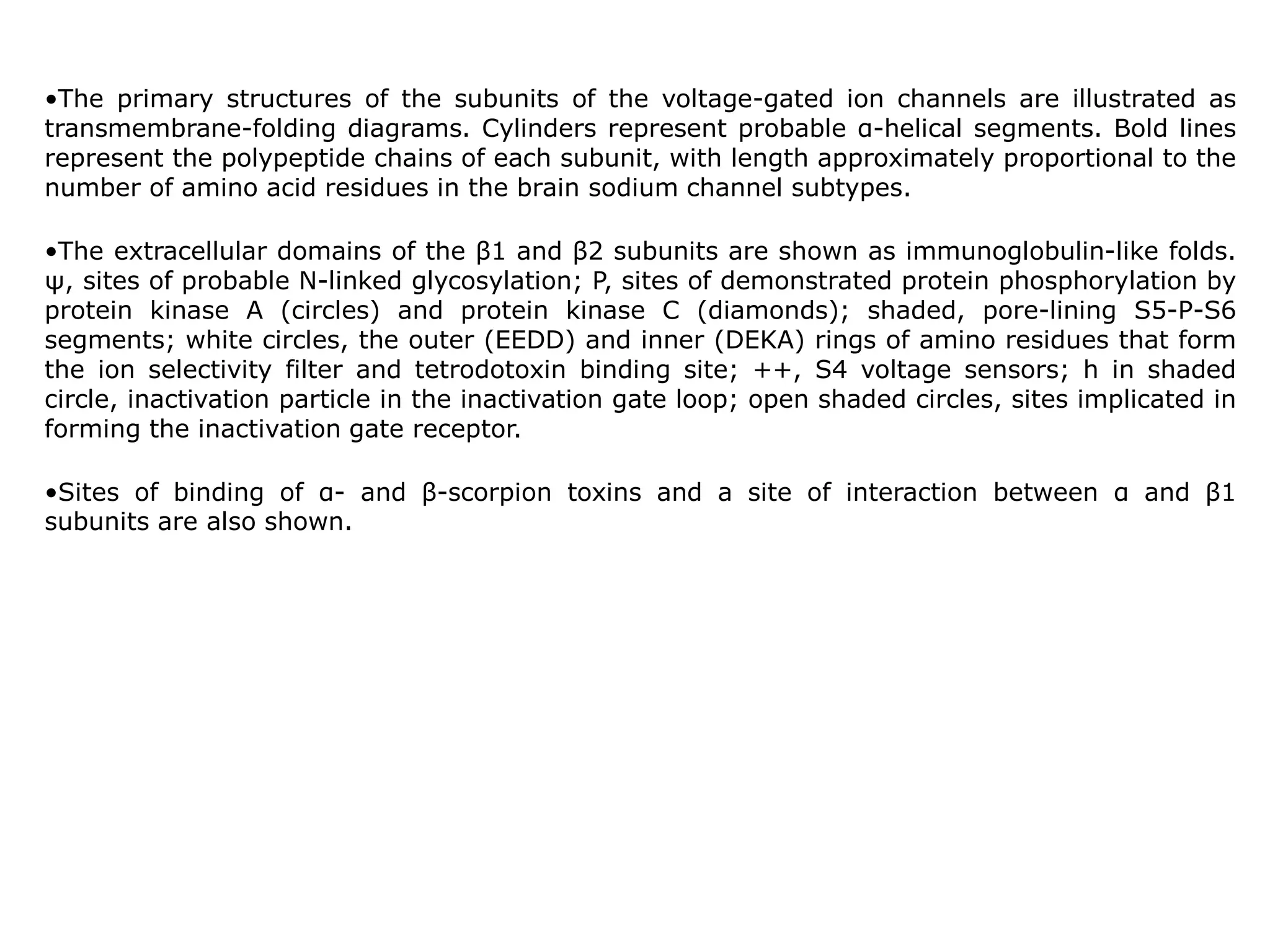 •The primary structures of the subunits of the voltage-gated ion channels are illustrated as 
transmembrane-folding diagrams. Cylinders represent probable α-helical segments. Bold lines 
represent the polypeptide chains of each subunit, with length approximately proportional to the 
number of amino acid residues in the brain sodium channel subtypes. 
•The extracellular domains of the β1 and β2 subunits are shown as immunoglobulin-like folds. 
ψ, sites of probable N-linked glycosylation; P, sites of demonstrated protein phosphorylation by 
protein kinase A (circles) and protein kinase C (diamonds); shaded, pore-lining S5-P-S6 
segments; white circles, the outer (EEDD) and inner (DEKA) rings of amino residues that form 
the ion selectivity filter and tetrodotoxin binding site; ++, S4 voltage sensors; h in shaded 
circle, inactivation particle in the inactivation gate loop; open shaded circles, sites implicated in 
forming the inactivation gate receptor. 
•Sites of binding of α- and β-scorpion toxins and a site of interaction between α and β1 
subunits are also shown. 
 