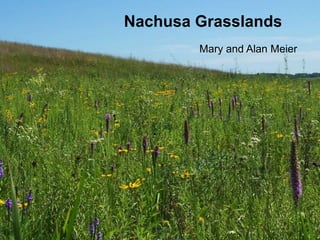 Nachusa Grasslands
        Mary and Alan Meier
 