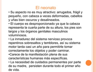 El neonato
• Su aspecto no es muy atractivo: arrugados, frágil y
pequeño, con cabeza a veces deformadas, cabellos
y uñas bien oscuros y desalineados.
• El cuerpo es desproporcionado ya que la cabeza
representa la cuarta parte de su altura, los pies son
largos y los órganos genitales masculinos
voluminosos.
• La inmadurez del sistema nervioso provoca
repentinos sobresaltos y temblores, así su sistema
motor tarda casi un año para permitirle tomar
correctamente los objetos y poder caminar.
•Carece de la manifestación plena de sus
características humanas más específicas.
• La necesidad de cuidados permanentes por parte
de su madre, persisten durante todo el primer año
de vida.
 