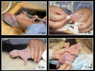 1º dia 2º dia 2º dia 3º dia 