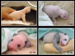 3º dia 7º dia 25º dia 25º dia 