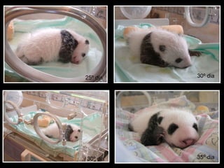 25º dia 30º dia 35º dia 30º dia 