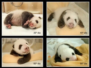 35º dia 40º dia 85º dia 90º dia 