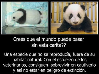 90º dia 120º dia Una especie que no se reproducía, fuera de su habitat natural. Con el esfuerzo de los veterinarios, consiguen  sobrevivir en cautiverio y así no estar en peligro de extinción. Crees que el mundo puede pasar sin esta carita?? 