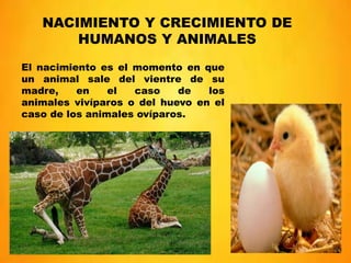 NACIMIENTO Y CRECIMIENTO DE
HUMANOS Y ANIMALES
El nacimiento es el momento en que
un animal sale del vientre de su
madre, ...