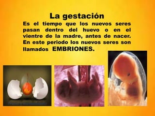 La gestación
Es el tiempo que los nuevos seres
pasan dentro del huevo o en el
vientre de la madre, antes de nacer.
En este...