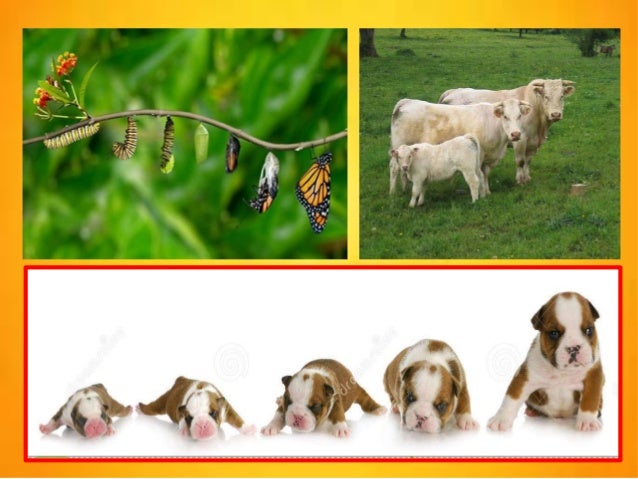 Nacimiento y crecimiento de humanos y animales