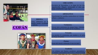 COFÁN
UBICACIÓN:
Provincia de Sucumbíos, a lo largo de los ríos
Aguarico,San Miguel, incluyendo el área que
ocupa actualmente Lago Agrio.
ARTESANÍAS
Transforman las semillas multicolores en vistosos
collares y pulseras.
Vestimenta:
Llevan unos camisones de manga larga. Adornan
con plumas de aves la parte de los hombros.
Vivienda:
Las paredes lo construían con madera y el techo
con hojas de palma
Fiestas:
Fiesta del chonta celebrada el mes de abril.
Tradición:
Los cofanes son buenos cazadores ,pescadores y
excelentes conocedores de la selva y biodiversidad.
IDIOMA:
Tiene influencia en la
familia tucano occidental
y chibcha.
 
