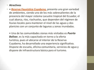 • Atractivos
• • Reserva Faunística Cuyabeno, presenta una gran variedad
de ambientes, siendo uno de los más sobresalientes de la
presencia del mayor sistema Lacustre tropical del Ecuador, el
cual abarca, ríos, riachuelos, que dependen del régimen de
lluvias locales para mantener el nivel de las aguas y dos
planicies con un conjunto de lagunas y zonas inundadas.
• Una de las comunidades sionas más visitadas es Puerto
Bolívar, es la más capacitada en torno a la oferta
turística, pues al ubicarse al interior de la Reserva
Cuyabeno, ha desarrollado una experiencia significativa.
Dispone de escuela, oficina comunitaria, servicios de agua y
dispone de infraestructura básica para el turismo.
 