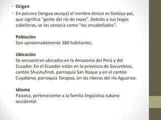 • Origen
• En paicoca (lengua secoya) el nombre étnico es Siekóya pai,
que significa "gente del río de rayas". Debido a sus largas
cabelleras, se los conocía como "los encabellados".
Población
Son aproximadamente 380 habitantes.
Ubicación
Se encuentran ubicados en la Amazonia del Perú y del
Ecuador. En el Ecuador están en la provincia de Sucumbíos,
cantón Shushufindi, parroquia San Roque y en el cantón
Cuyabeno, parroquia Tarapoa, en las riberas del río Aguarico.
Idioma
Paicoca, perteneciente a la familia lingüística tukano
occidental.
 
