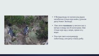 ▪ У Фиордланду се налази још једна
несебична птица која живи у јужном
делу Новог Зеланда.
▪ Ови лепи пингвини су високи око 2
метра и имају око 8 килограма.Ове
птице које иду у море, хране се у
води.
▪ Они пре свега конзумирају
хоботнице, али рачу и малу рибу.
 