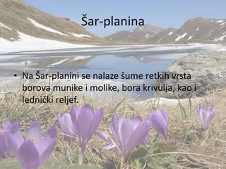 Šar-planina
• Na Šar-planini se nalaze šume retkih vrsta
borova munike i molike, bora krivulja, kao i
lednički reljef.
 