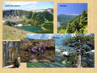 Ris
Molika
Munika
Natalijina ramondija
Ledničko jezero
 