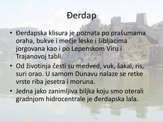 Đerdap
• Đerdapska klisura je poznata po prašumama
oraha, bukve i mečje leske i šibljacima
jorgovana kao i po Lepenskom Viru i
Trajanovoj tabli.
• Od životinja česti su medved, vuk, šakal, ris,
suri orao. U samom Dunavu nalaze se retke
vrste riba jesetra i moruna.
• Jedna jako zanimljiva biljka koju smo oterali
gradnjom hidrocentrale je đerdapska lala.
 