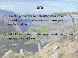 Tara
• U svetu poznata kao nalazište Pančićeve
omorike, ali i po očuvanim šumama jele,
smrče i bukve.
• Reka Drina dodatno ulepšava i ovako ogromnu
lepotu planine Tare.
 