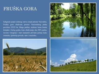 Izdignuta poput zelenog ostrva iznad pitome Vojvodine,
Fruška gora obuhvata prostor Nacionalnog parka
površine 25525 ha. Blage padine, stoletne šume hrasta
kitnjaka i belog graba, koje obuhvataju oko 90% parka,
čuveno vinogorje i stari manastiri privlače pažnju kako
izletnika, ljubitelja prirode, tako i naučnika.
FRUŠKA GORA
 