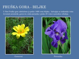 U flori Fruške gore zabeleženo je preko 1400 vrsta biljaka. Izdvajaju se endemske vrste:
lovorasti jeremičak, gorocvet, niska perunika i preko 20 vrsta iz porodice orhideja.
FRUŠKA GORA - BILJKE
Perunika
Gorocvet
 