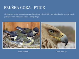Ovaj prostor pruža gostoprimstvo predstavnicima više od 200 vrsta ptica, kao što su orao krstač,
patuljasti orao, detlić, siva senica i mnoge druge.
FRUŠKA GORA - PTICE
Siva senica Orao krstač
 