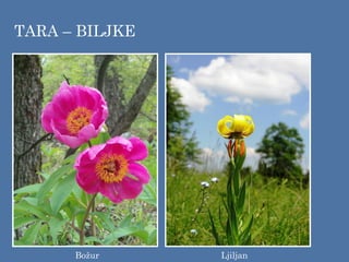 TARA – BILJKE
Božur Ljiljan
 