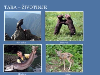 TARA – ŽIVOTINJE
Sivi soko Medved
Mladica Lane
 