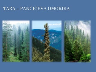 TARA – PANČIĆEVA OMORIKA
 
