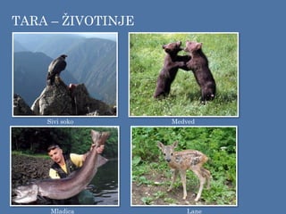 TARA – ŽIVOTINJE
Sivi soko Medved
Mladica Lane
 