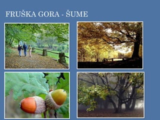 FRUŠKA GORA - ŠUME
 