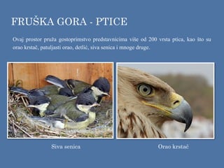 Ovaj prostor pruža gostoprimstvo predstavnicima više od 200 vrsta ptica, kao što su
orao krstač, patuljasti orao, detlić, siva senica i mnoge druge.
FRUŠKA GORA - PTICE
Siva senica Orao krstač
 