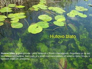 Hutovo blato je park prirode i ptičiji rezervat u Bosni i Hercegovini. Smješteno je na pet
kilometara od Čapljine. Sam park je u stvari močvara nastala od sistema rijeke Krupe, u
tipičnom kraškom ambijentu.
Hutovo blato
 