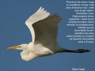 Poznat je kao oaza u kojoj
su smještene mnoge vrste
ptica močvarica kao i veliki
broj drugih biljnih i
životinjskih vrsta.
Odgovarajuća klima,
vegetacija i ostali činioci
stvaraju povoljne uslove
naročito za smještaj ptica.
Također ga kao
zimovalište koristi i
određeni broj ptica
selica (smatra se za jedno
od najvećih zimovališta
ptica u Evropi).
Bijela čaplja
 