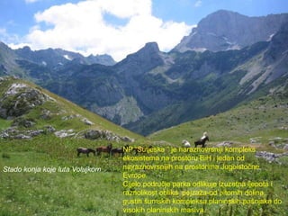 NP “Sutjeska ” je naraznovrsniji kompleks
ekosistema na prostoru BiH i jedan od
najraznovrsnijih na prostorima Jugoistočne
Evrope.
Cijelo područje parka odlikuje izuzetna ljepota i
raznolikost oblika pejzaža-od pitomih dolina,
gustih šumskih kompleksa,planinskih pašnjaka do
visokih planinskih masiva.
Stado konja koje luta Volujkom
 