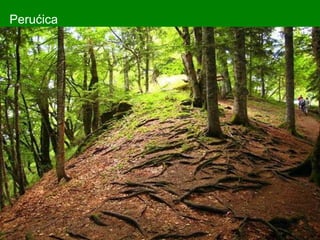 Perućica
 