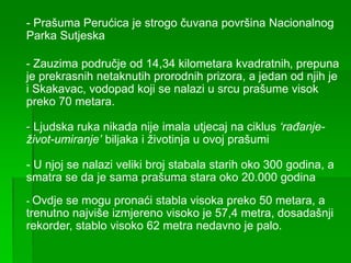 - Prašuma Perućica je strogo čuvana površina Nacionalnog
Parka Sutjeska
- Zauzima područje od 14,34 kilometara kvadratnih, prepuna
je prekrasnih netaknutih prorodnih prizora, a jedan od njih je
i Skakavac, vodopad koji se nalazi u srcu prašume visok
preko 70 metara.
- Ljudska ruka nikada nije imala utjecaj na ciklus ‘rađanje-
život-umiranje’ biljaka i životinja u ovoj prašumi
- U njoj se nalazi veliki broj stabala starih oko 300 godina, a
smatra se da je sama prašuma stara oko 20.000 godina
- Ovdje se mogu pronaći stabla visoka preko 50 metara, a
trenutno najviše izmjereno visoko je 57,4 metra, dosadašnji
rekorder, stablo visoko 62 metra nedavno je palo.
 
