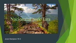 Nacionalni park Tara
Jovan Damjanov VII-3
Nacionalni park Tara
 